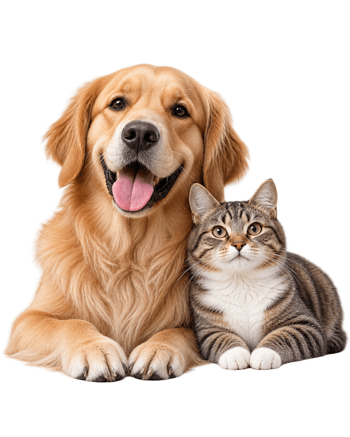 Dog and cat together