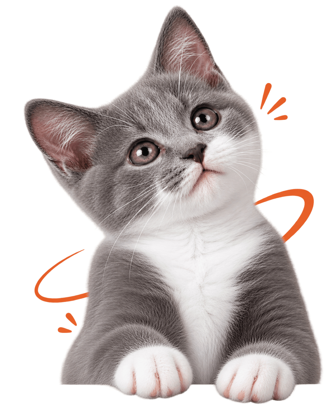 Curious gray and white kitten peeking over the Vetifaction call-to-action panel