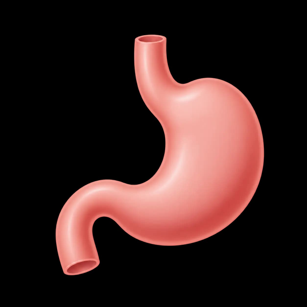 Stomach representing digestive changes