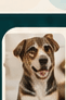 Pet at home