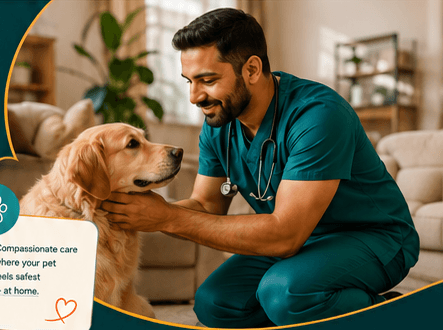 Veterinarian caring for a golden retriever in a comfortable home