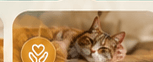 Hospice & Palliative Care