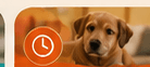 Urgent Same-Day Vet Visits