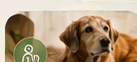 Senior & Geriatric Care